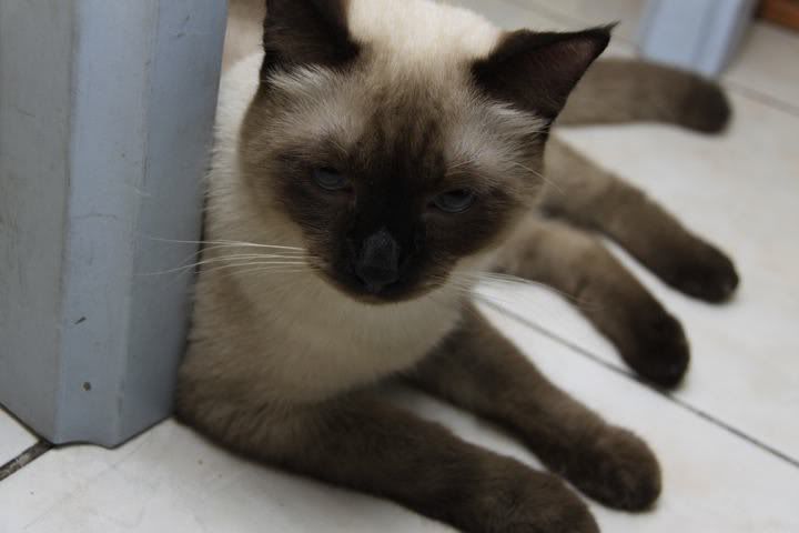 Forum Image: http://i41.photobucket.com/albums/e275/sedusukun/chippy.jpg