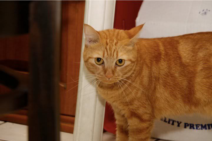 Forum Image: http://i41.photobucket.com/albums/e275/sedusukun/lemon.jpg