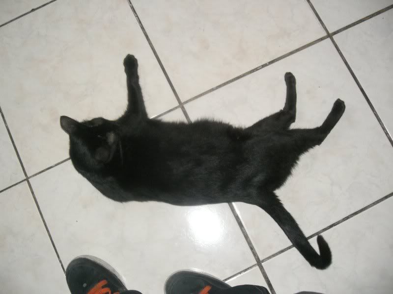 Forum Image: http://i41.photobucket.com/albums/e275/sedusukun/snow-1.jpg