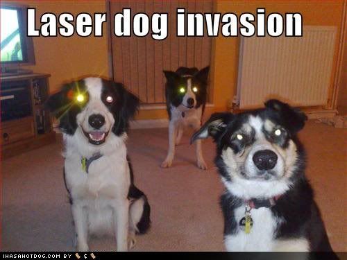 funny pictures of dogs. Funny-dog-pictures-laser-dog-