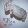 http://i41.photobucket.com/albums/e277/Nilania/The_Flying_Rabbit_by_ploc.png
