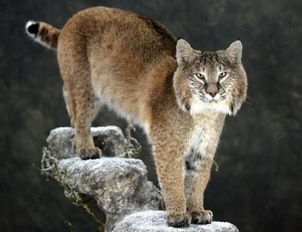 Monster Michigan Bobcat Mount (Pics) | Michigan Sportsman - Online