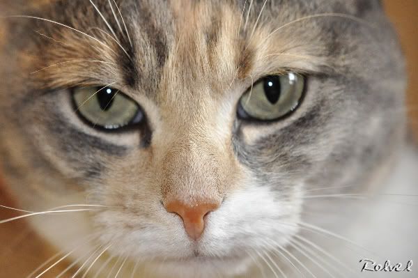Abby, la teigneuse...