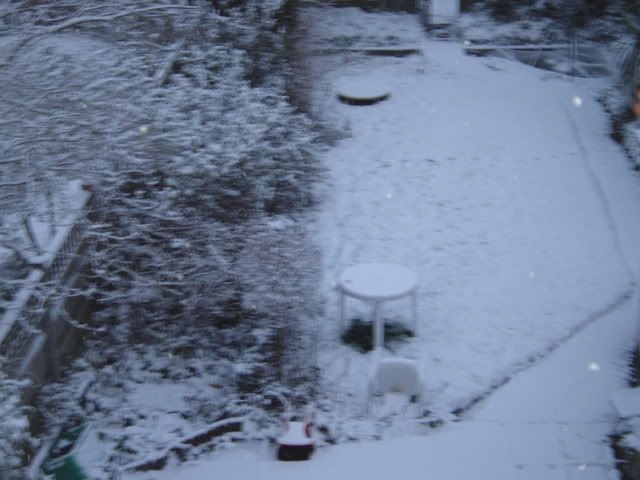My back garden.