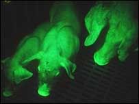 Glow in the Dark Pigs