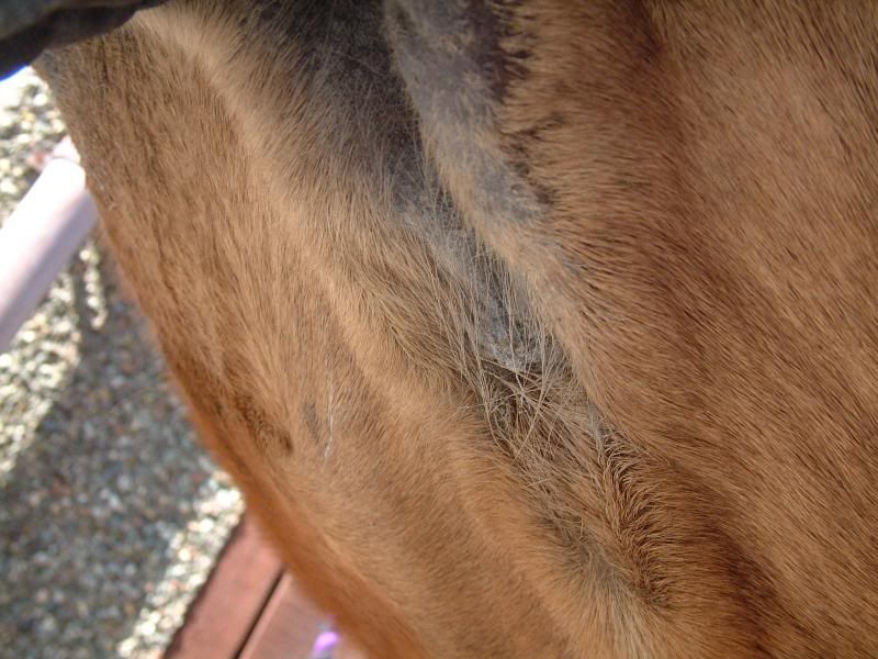 Buttercups how to get rid and buttercup rash. Please help. Page 2