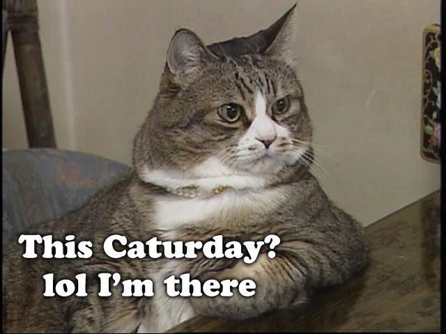 thiscaturday.jpg