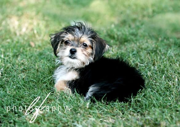 Yorkie Mutt