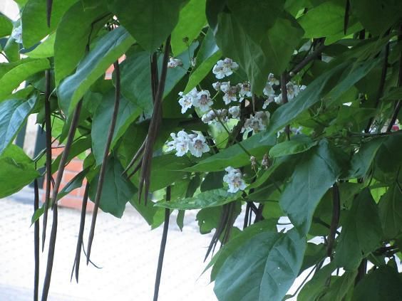 Was für ein Baum ist dies? Catalpa bignonioides