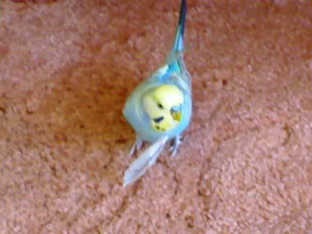 19092006193.jpg