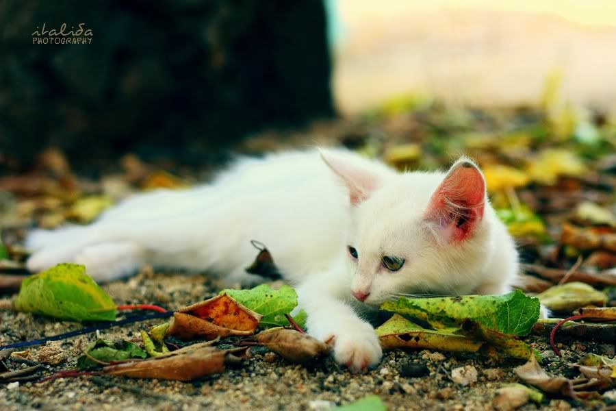 italida, gattino, cat