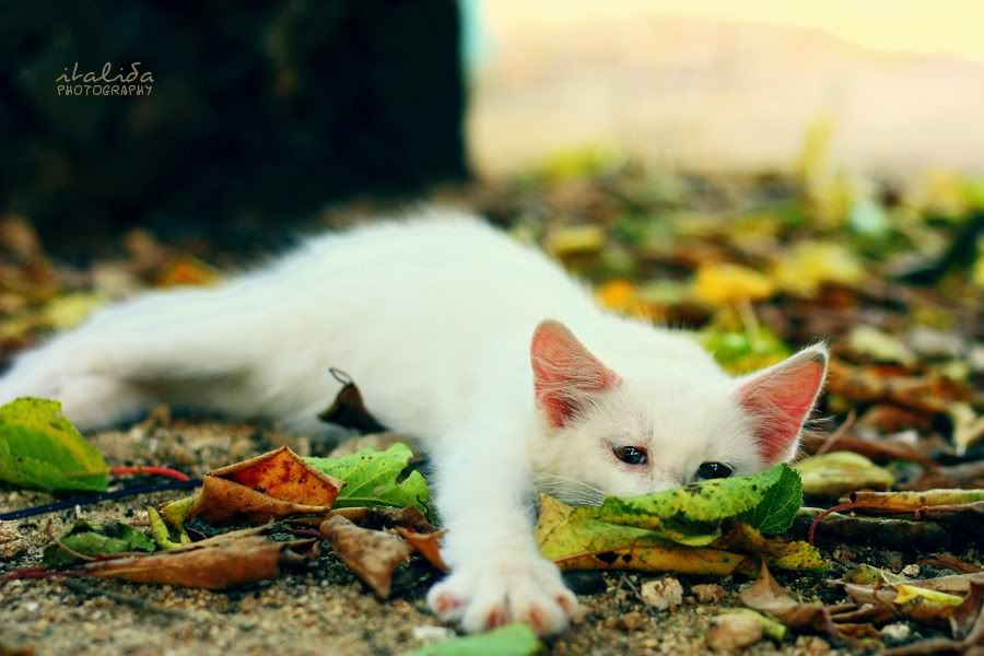 italida, gattino, cat, puppy