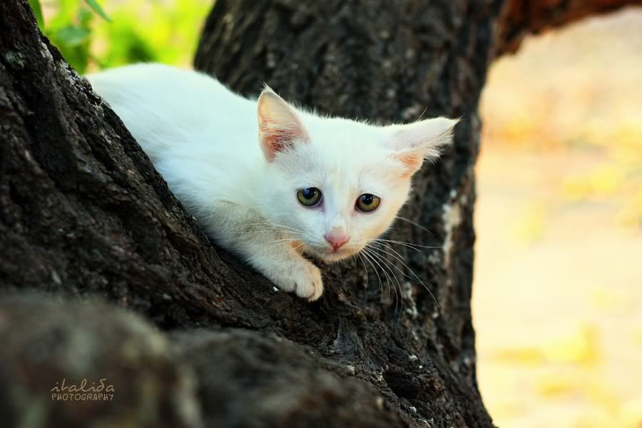 italida, gattino, cat, puppy