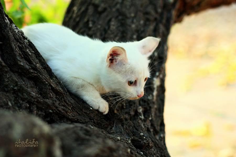 italida, gattino, cat, puppy