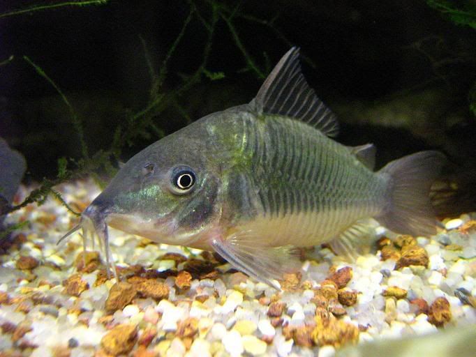 Emerald Catfish Alchetron The Free Social Encyclopedia