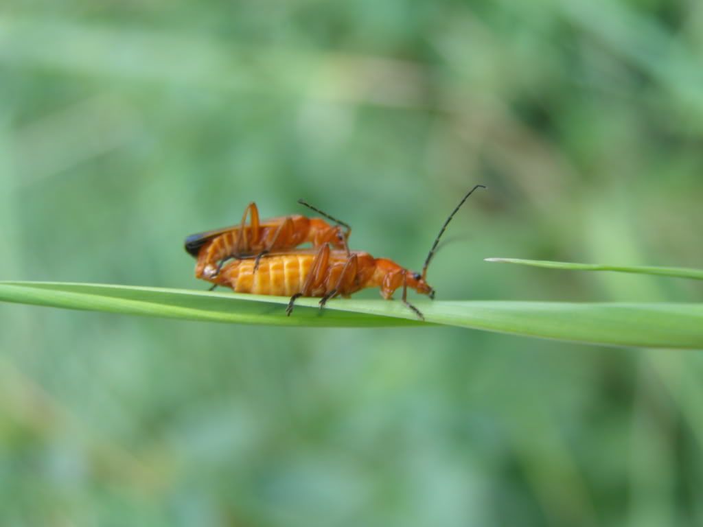 P7160084.jpg snobby.blog.cz picture by wevasek P7160084.jpg snobby.blog.cz picture by wevasek