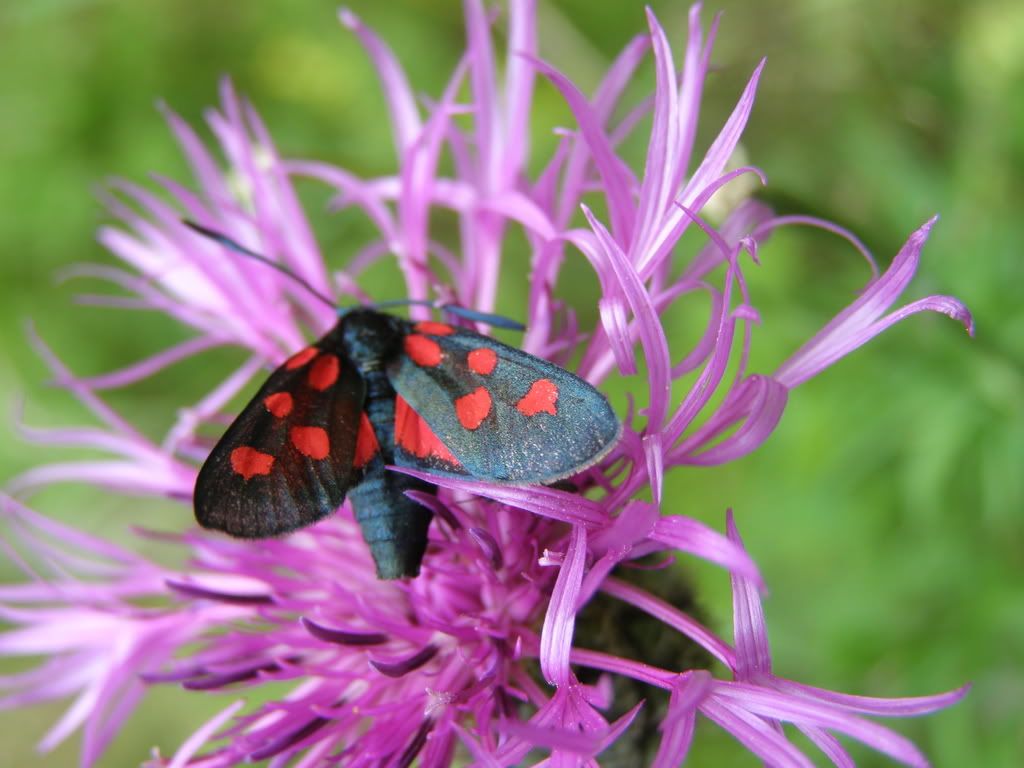 P7160166.jpg snobby.blog.cz picture by wevasek P7160166.jpg snobby.blog.cz picture by wevasek