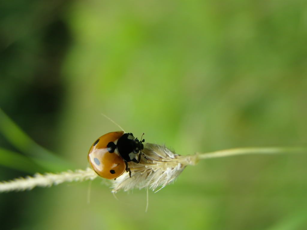 P7160184.jpg picture by wevasek P7160184.jpg picture by wevasek