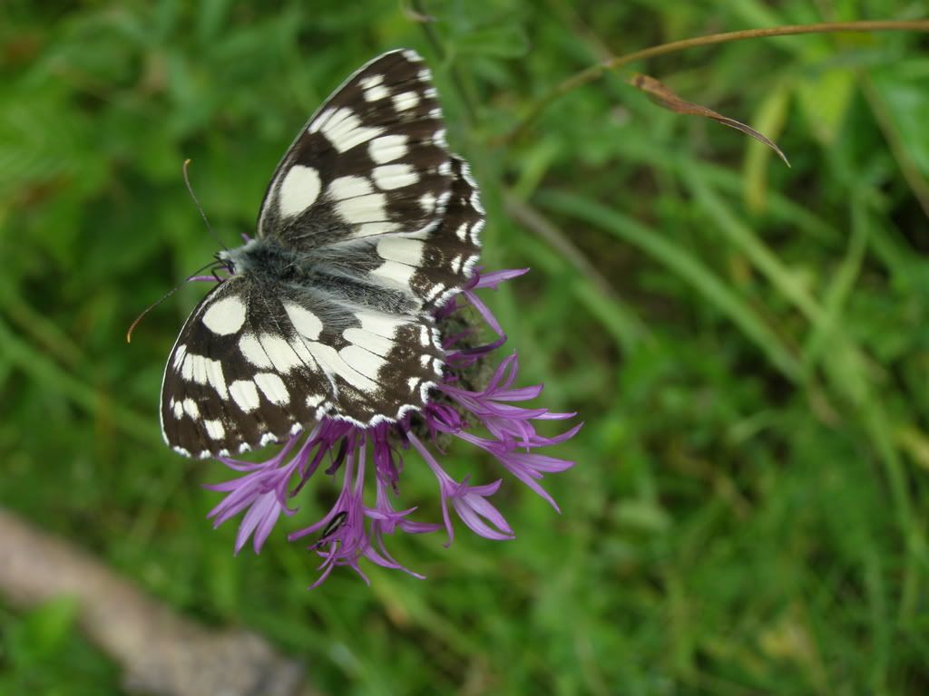 P7160195.jpg snobby.blog.cz picture by wevasek