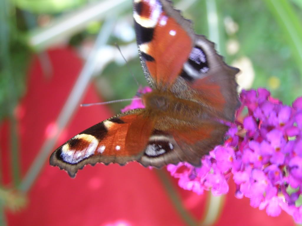 P7270257.jpg snobby.blog.cz picture by wevasek