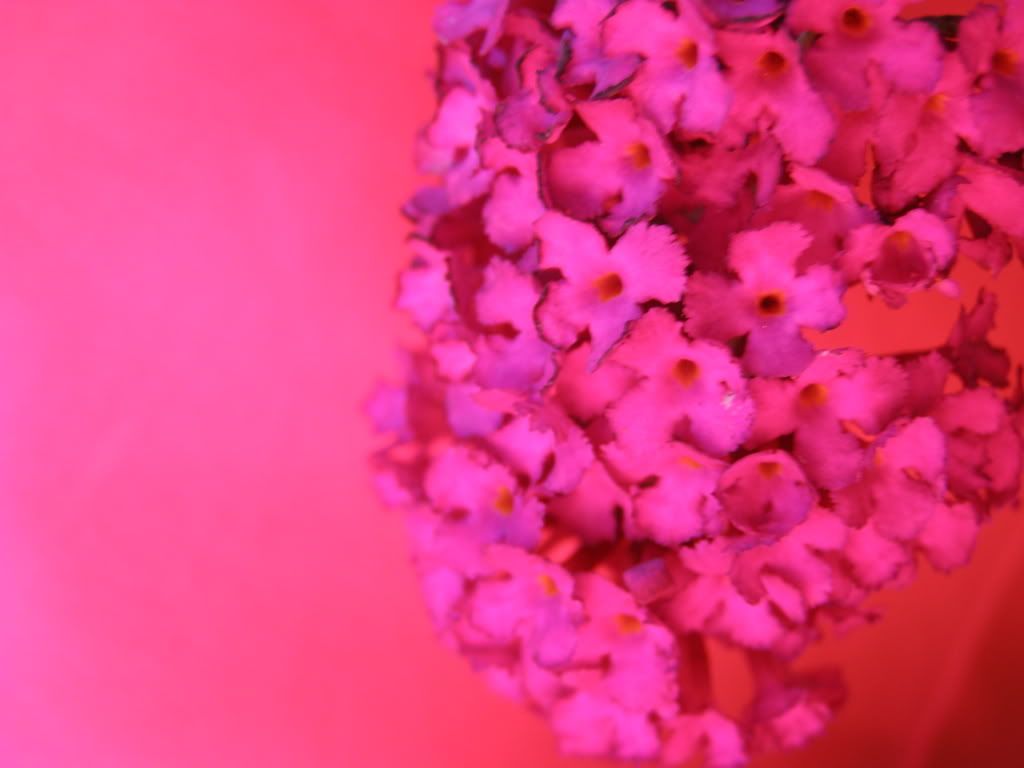 P7270260.jpg snobby.blog.cz picture by wevasek