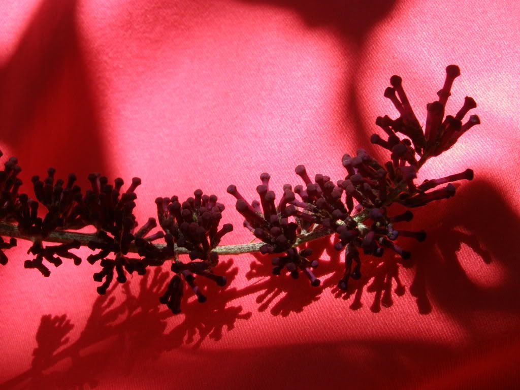 P7270262.jpg picture by wevasek