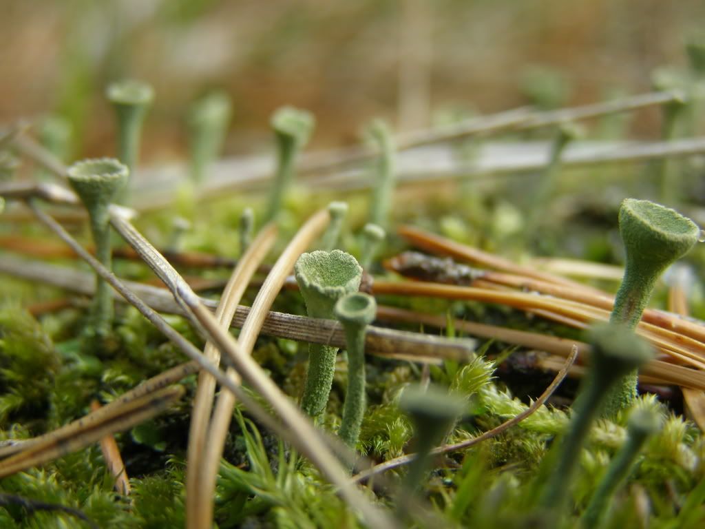 P9210378.jpg snobby.blog.cz picture by wevasek