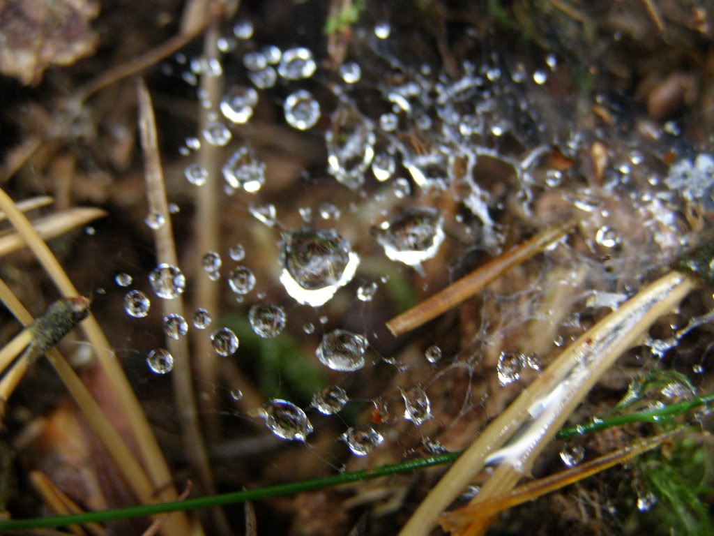 P9210391.jpg snobby.blog.cz picture by wevasek