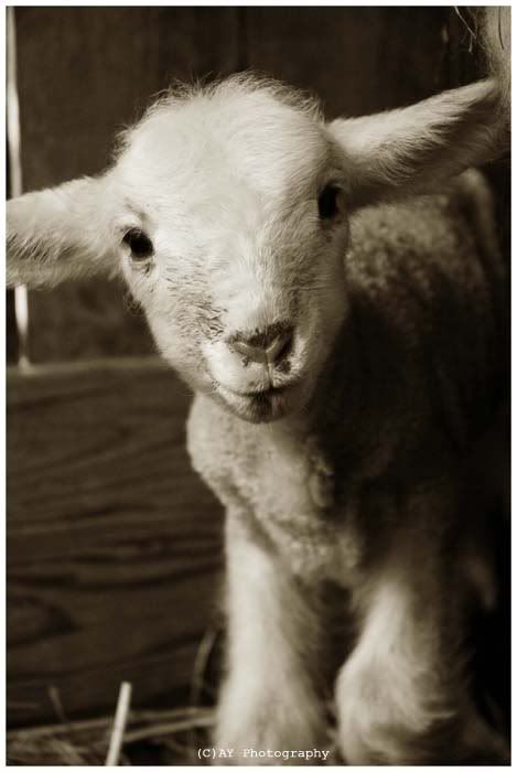 Sweet_Innocence_by_CameraDude.jpg sheep picture by wevasek Sweet_Innocence_by_CameraDude.jpg sheep picture by wevasek