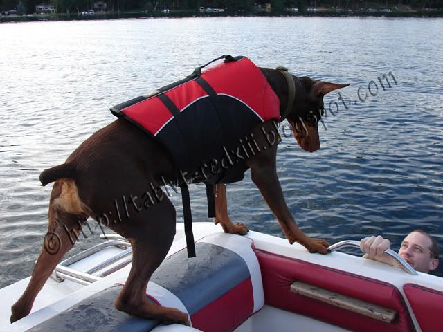 doberman life jacket