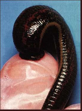 leech Pictures, Images and Photos