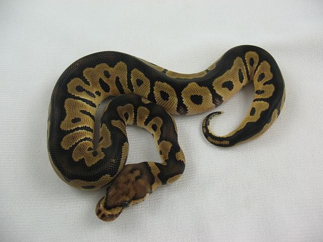 c9ff2400.jpg