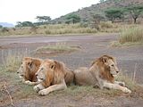 Three Killer Lions