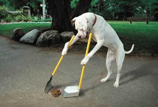 dog poop photo: dog dog.jpg