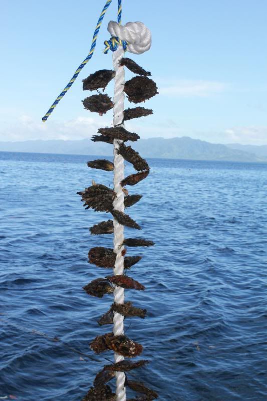 shells-on-rope.jpg