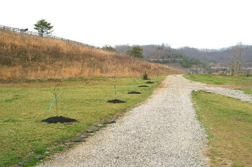 OK, Tell Me All You Know About Kieffer Pear Trees! - Homesteading Questions