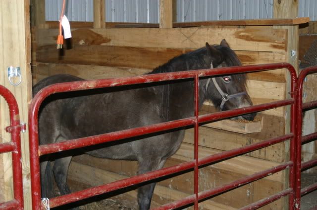 My Horses are safely "In-Stalled" (pics) 4* by AM - Homesteading Questions