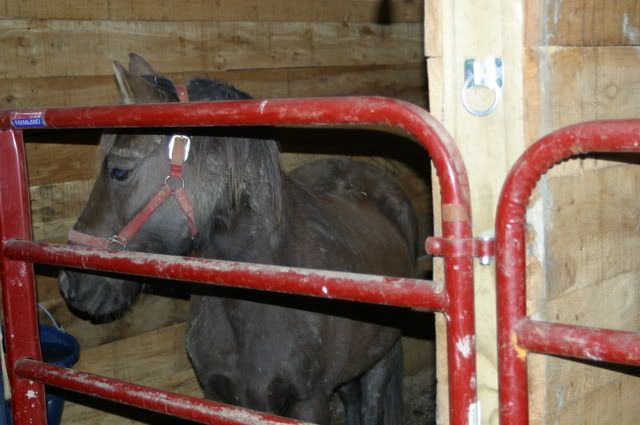 My Horses are safely "In-Stalled" (pics) 4* by AM - Homesteading Questions