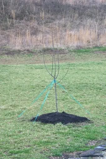 OK, Tell Me All You Know About Kieffer Pear Trees! - Homesteading Questions