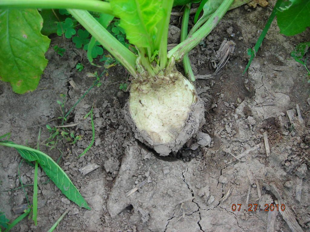 Growing Sugarbeets For Deer Pictures, Images & Photos Photobucket