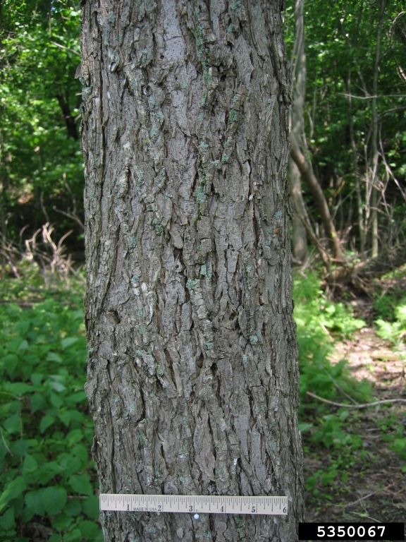 american elm tree bark. Elm trees rarely last long in