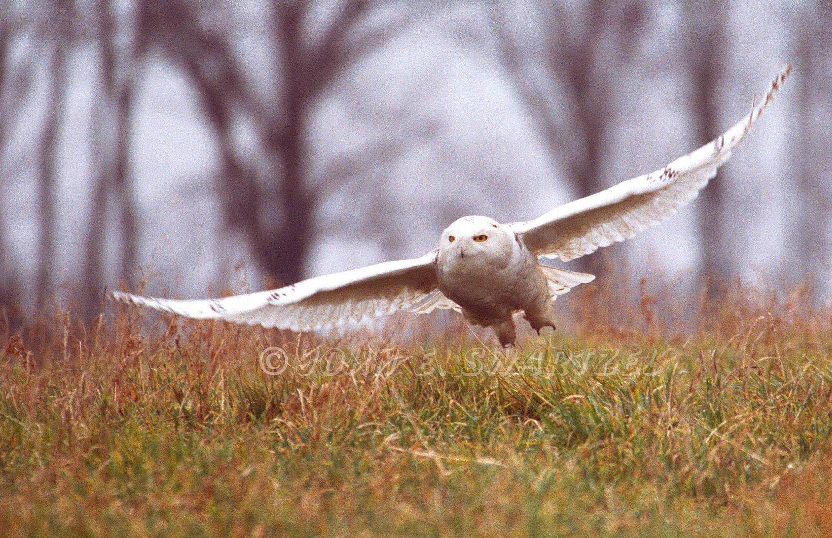 LOW FLYING SNOWY OWL Pictures, Images and Photos