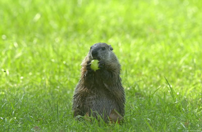 groundhog.jpg 