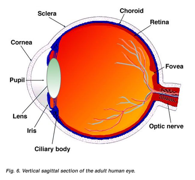 Cross-section of the human eye, taken from Webvision