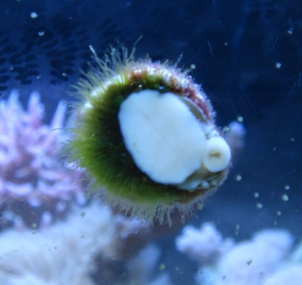algae.jpg