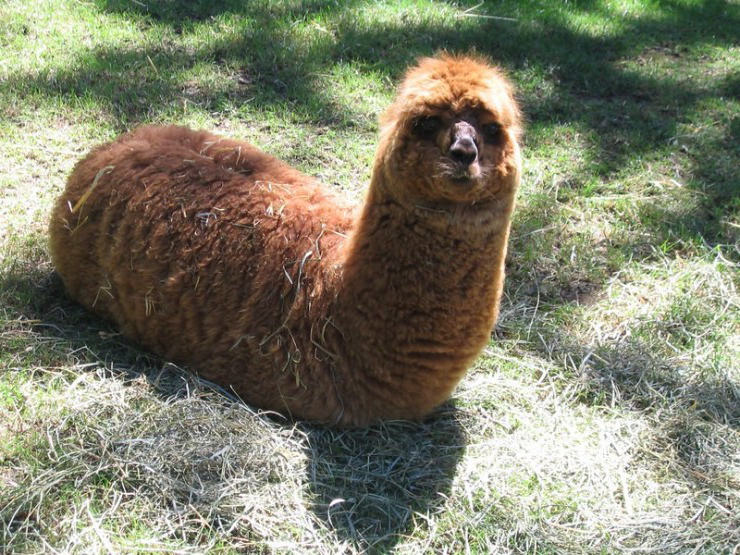 The Truth™ of the Legless Appalachian TubeDog