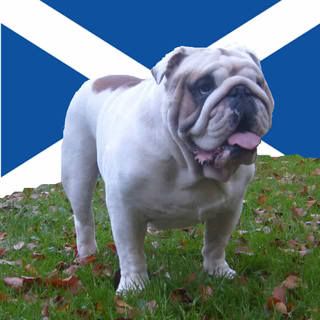 Scottish Bulldug