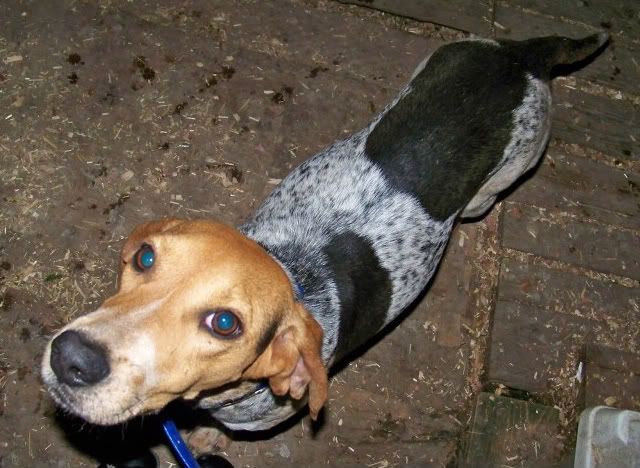 Ukc Forums Kennel Flooring