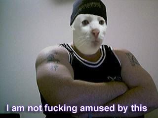 image: serious_muscle_cat_is_not_a