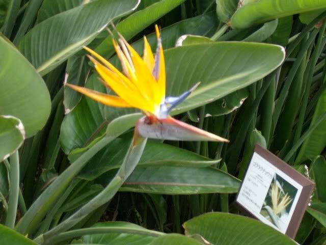 birds of paradise birds of paradise